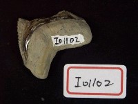 藏品(鮫齒化石)的圖片